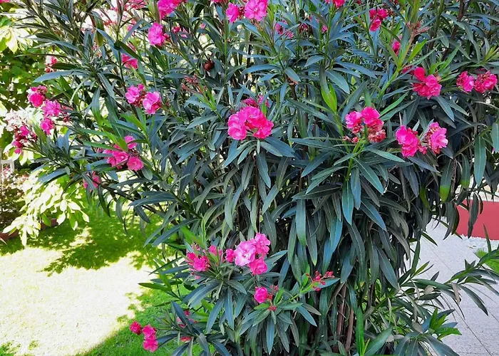 In - Balaton 19671 Siófok